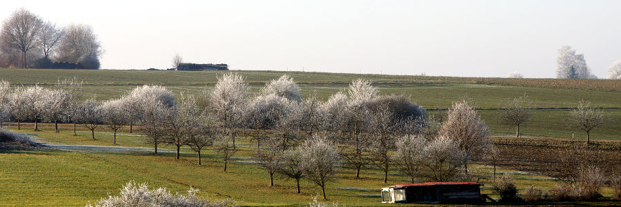 Streuobstwiese