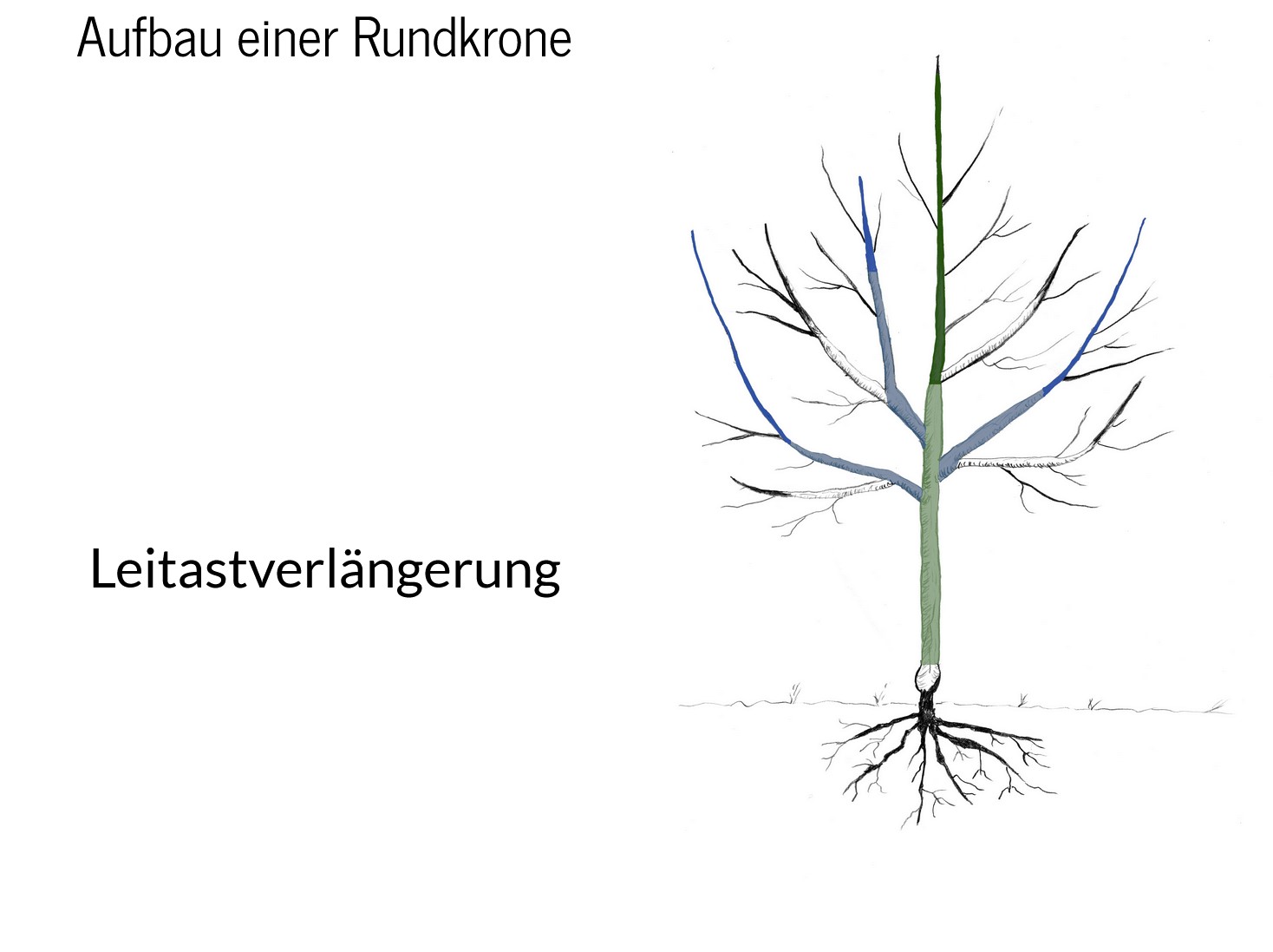 Baumschnittkurs 