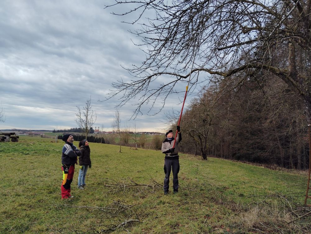 Streuobst Ingstetten