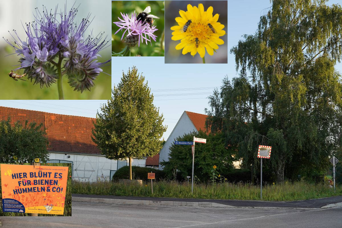 Blühstreifen Schleebuch