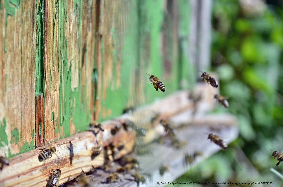 Honigbiene Flugzeiten